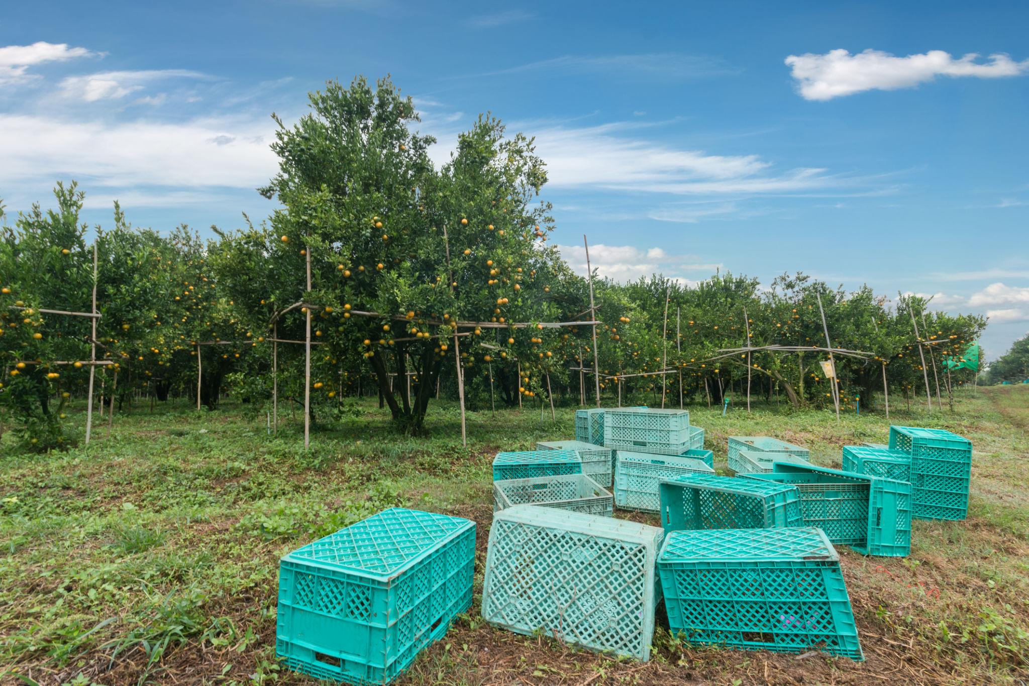 Bowen Wide Bay citrus farm